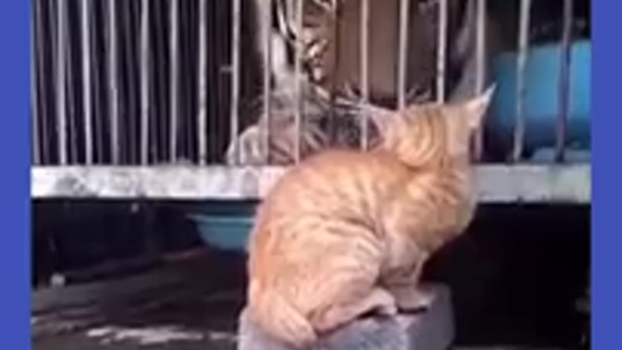 Try not to laugh 🤣 Funny Animals 😹