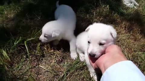 GO AD FREE White German Shepherd Puppies 3-weeks-old: First Outdoor Adventure