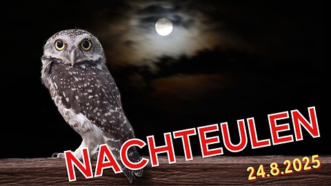 Nachteulen - 24.08.2025