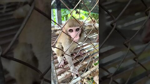 Caring for an Abandoned Monkey, the Mysterious Behaviors of Monkeys #1