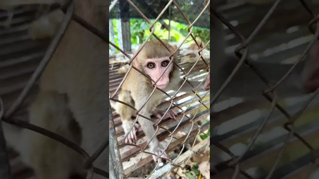 Caring for an Abandoned Monkey, the Mysterious Behaviors of Monkeys #1