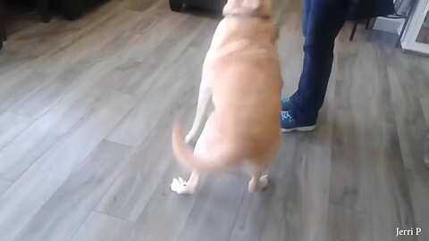 When Dogs Realizing They're Going to the Vet - Funniest Reaction#shorts#Dogs