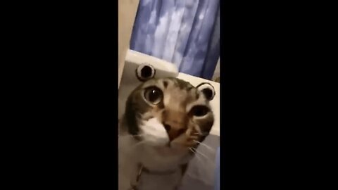Cats Being Cats: The Ultimate Compilation
