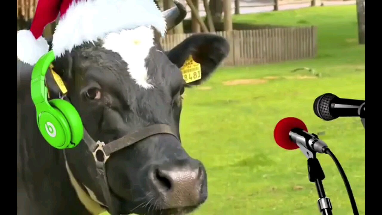 Dancing Cows Funny And Cute Cow Dance 🐄