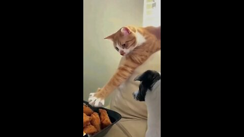 Why can't you be patient like me...?🐈♥️🐕
