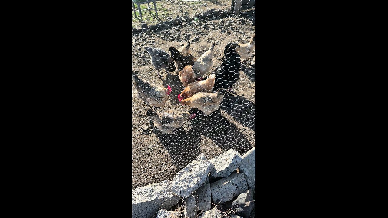 Chickens Excited for Snackies