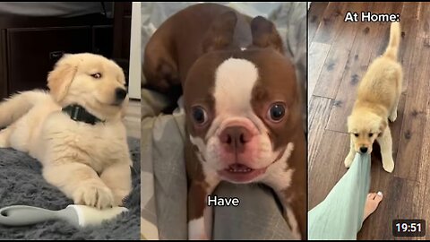 FUNNIEST Dogs Ever | Funny Dog Videos #