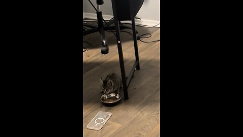Cat lion coming out