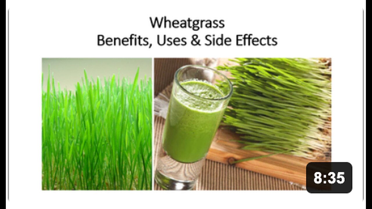 Wheatgrass - Benefits, Uses & Side Effects