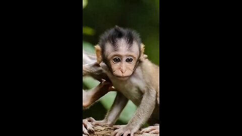 Funny Animal Video
