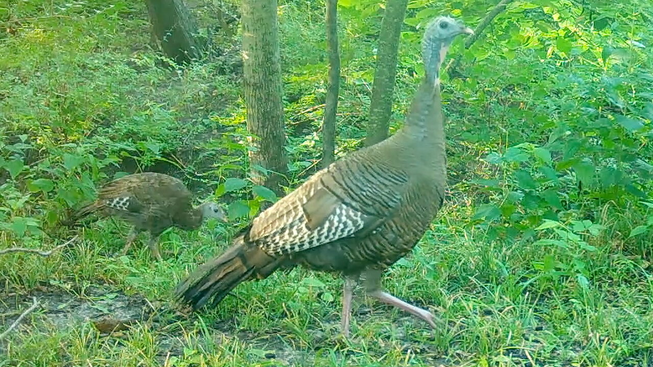 Young Turkeys with Their Mom