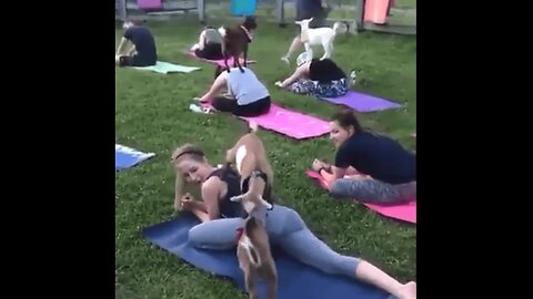 The Most Awkward Animal Moments Caught on Camera
