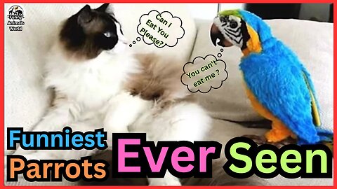Funny bird Videos - Best Parrots Compilation Ever Seen