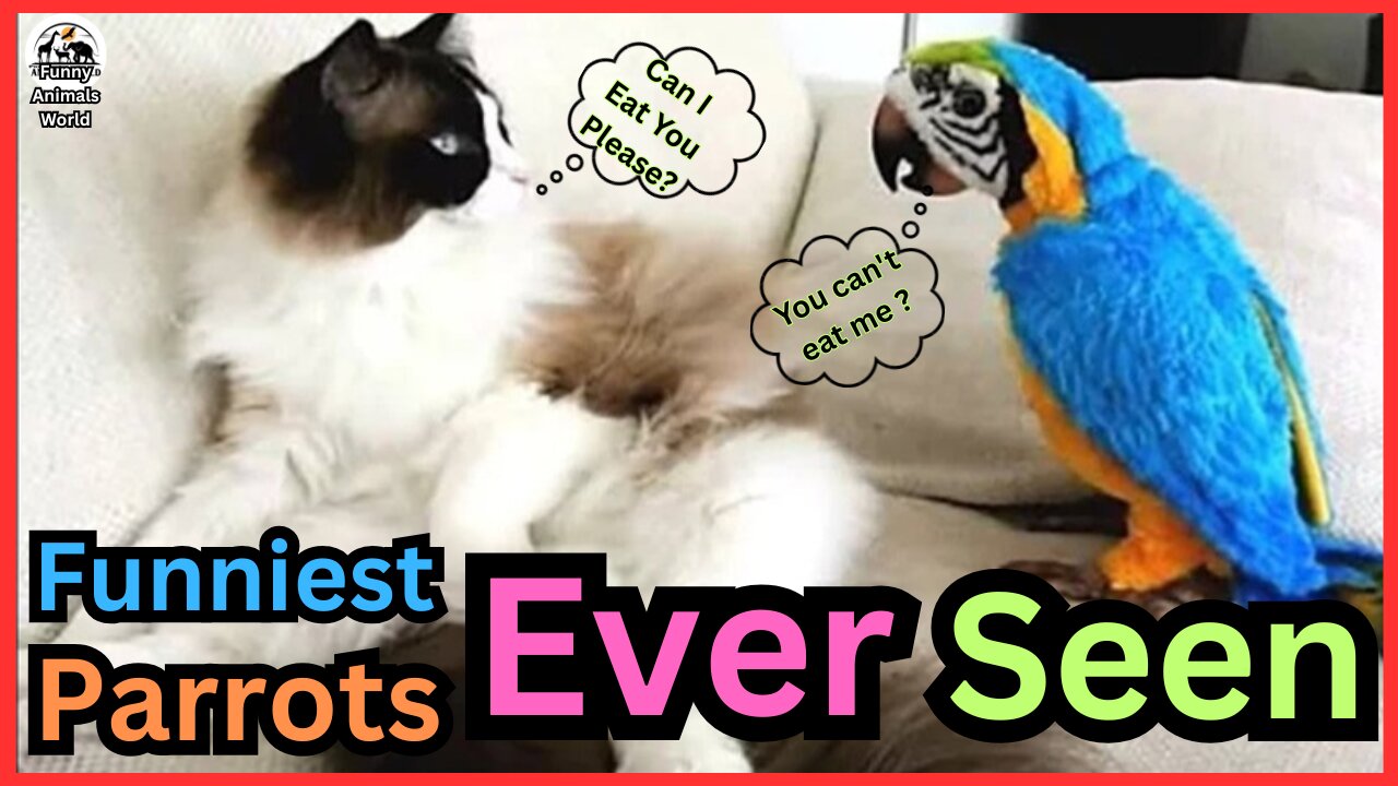 Funny bird Videos - Best Parrots Compilation Ever Seen