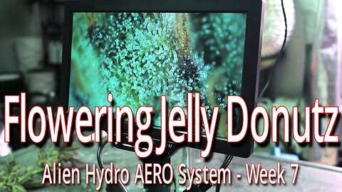 Flowering Jelly Donutz In The Alien Hydro AERO System, Week 7