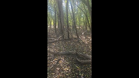 No Fairies in These Illinois Woods, just Squirrels