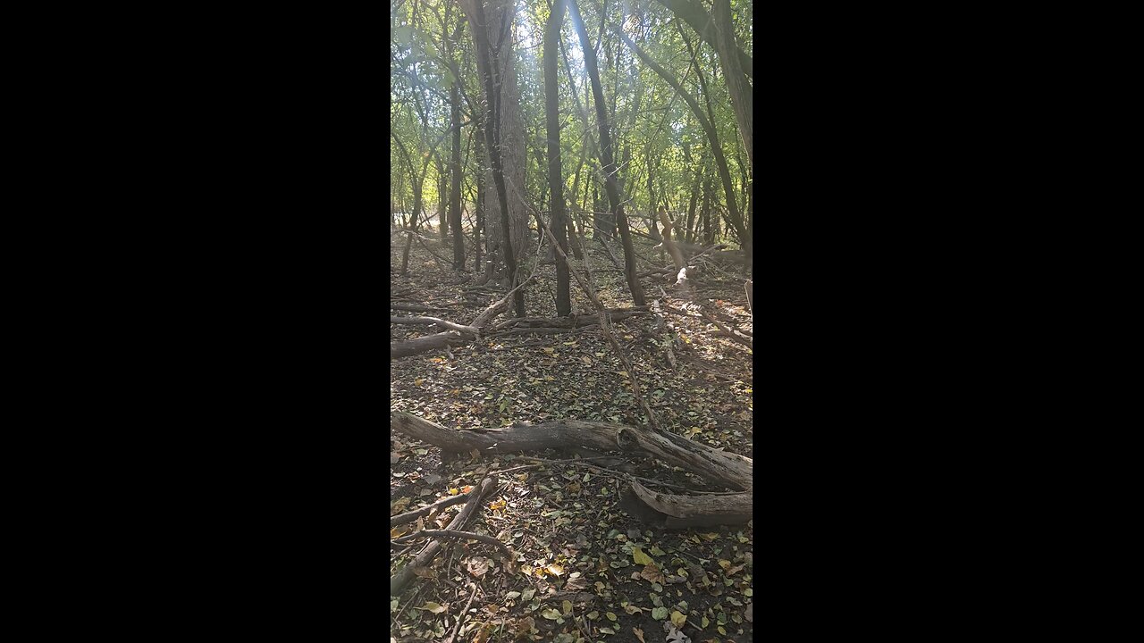 No Fairies in These Illinois Woods, just Squirrels