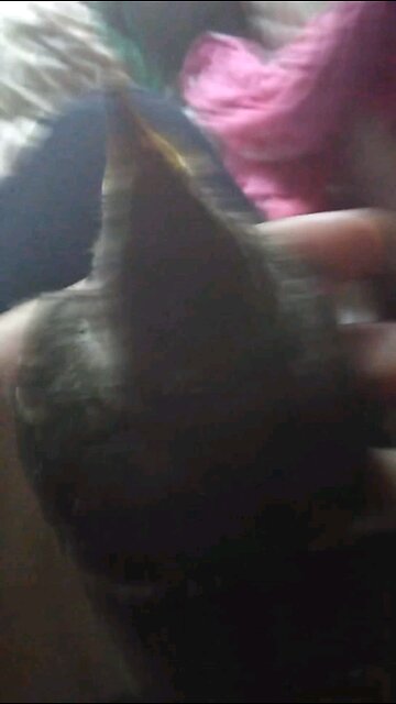 rescued bird wants to eat the camera