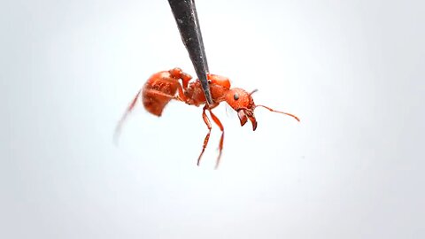 Semuleting an Ant Colony For 1000 Days