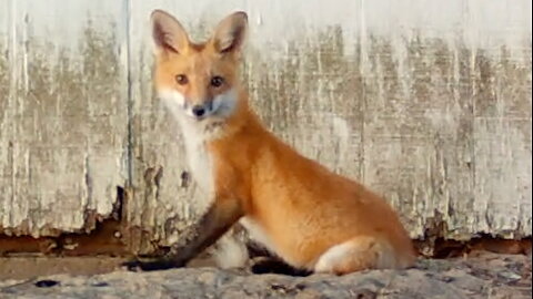 Fox Cub Quickly Turns Around