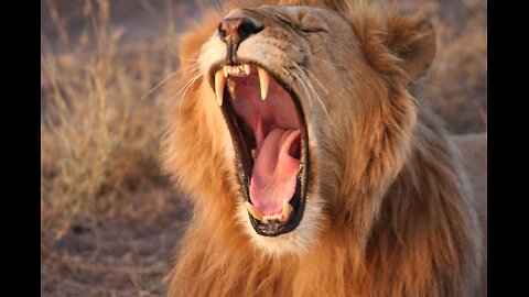 Vegan "Culling Carnivore Animals" Argument Leads To A Contradiction