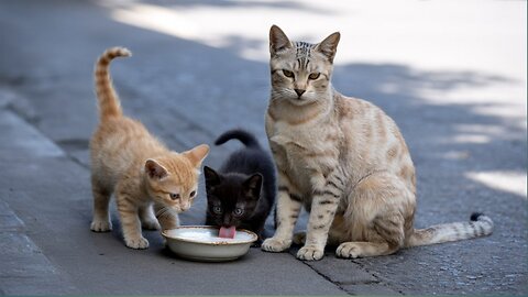 Cute Cats & Kittens Drinking Milk – Adorable Moments That Melt Your Heart