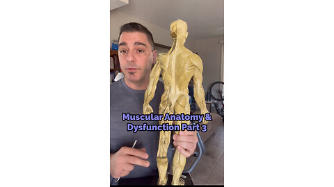 Muscle Anatomy & Dysfunction Part 3