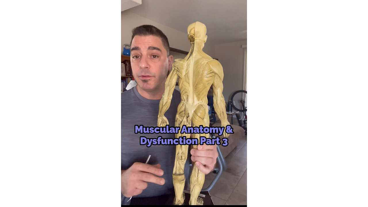 Muscle Anatomy & Dysfunction Part 3