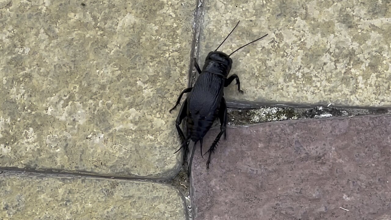 Grasshopper cricket