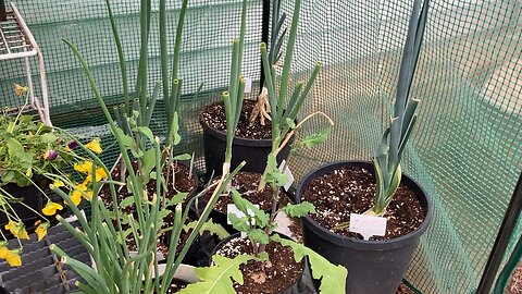 Kitchen Scrap Garden