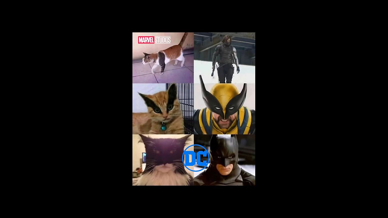 Catsplay
