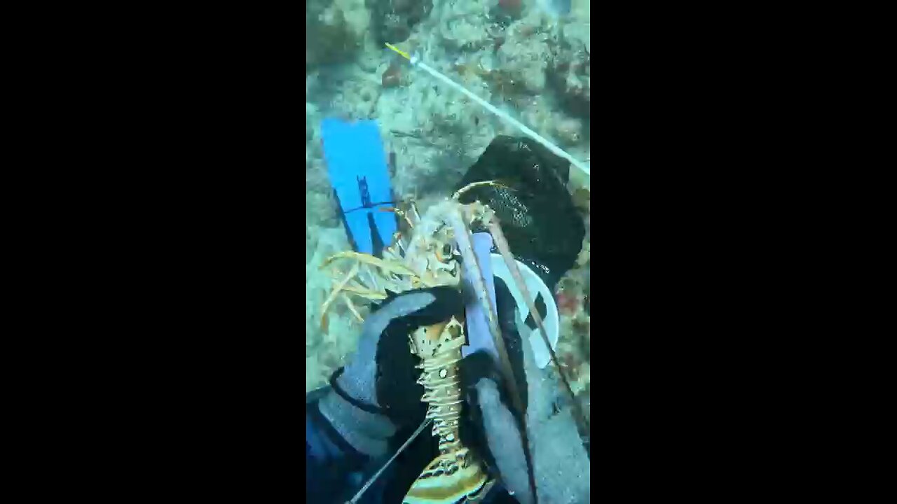 Giant Lobster