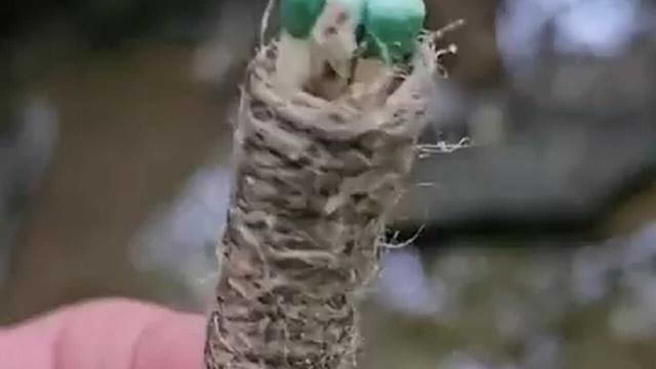 How to make modified matches great for survival kit