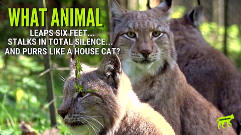 What Wild Cat Leaps 6 Feet and Purrs Like a House Cat? | Lynx Short