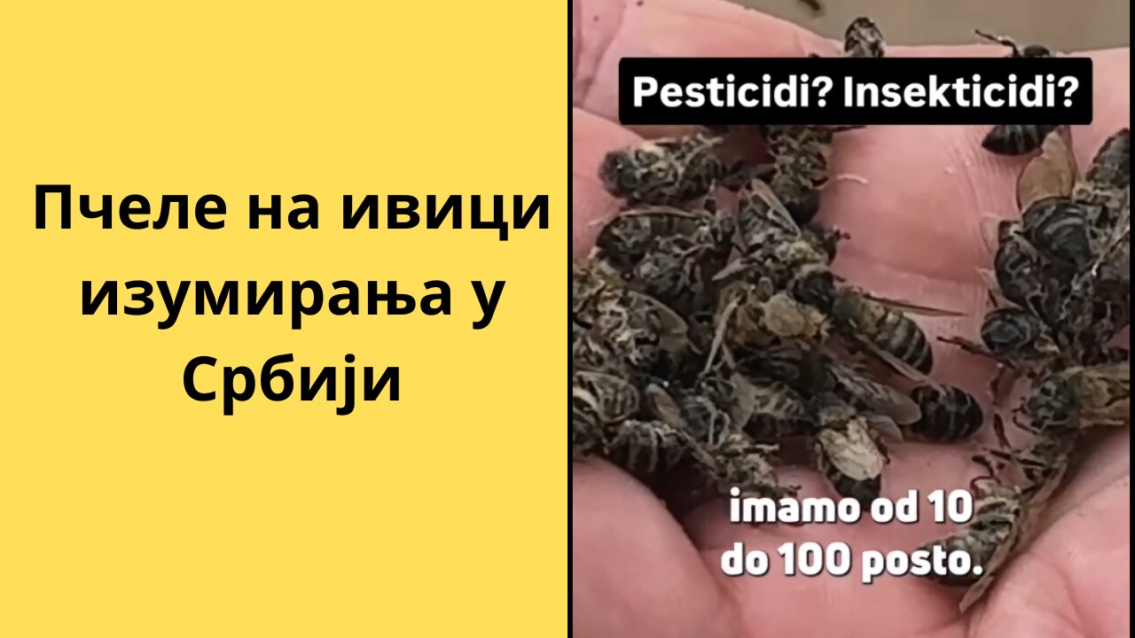 Пчеле на ивици изумирања у Србији – Узроци и последице