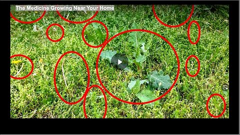 "Exploring Medicinal Plants Growing in Your Backyard"