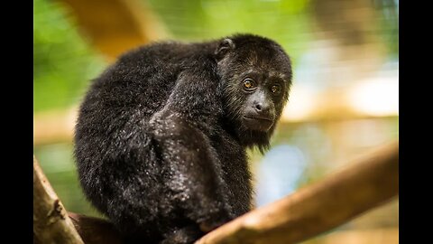 Dr Henry Howlermonkey reads from Eldritch Tales (pt 03 of 57)