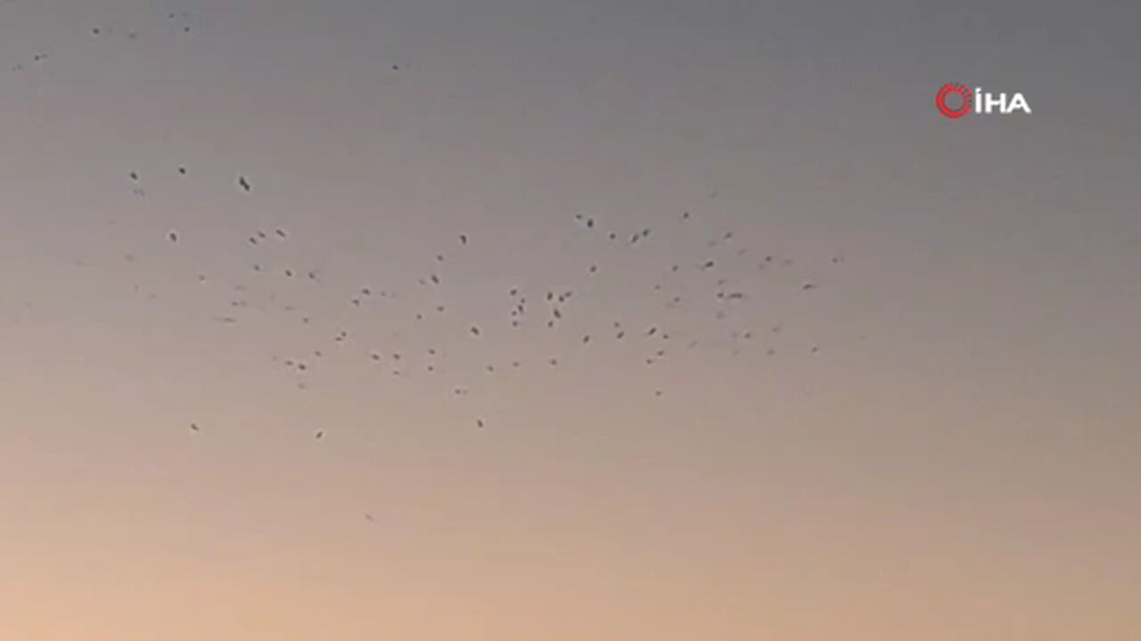 Van Gölü üzerinde kuş sürüsünden görsel şölen