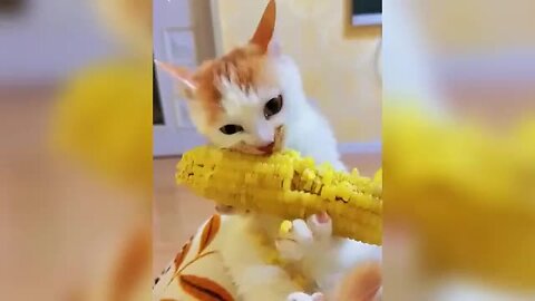LIVE 🔴 Funny ANIMALS videos 😂 | Funniest Cats and Dogs 2025 🐶😼