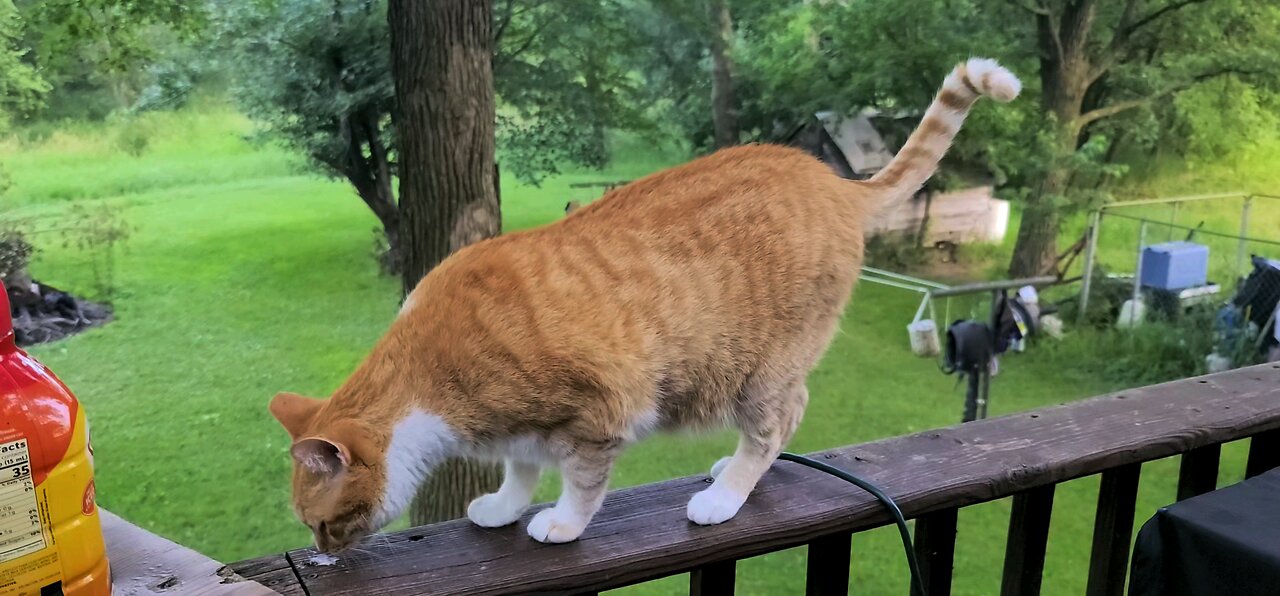 Chicken 🐔 Kitty 😺