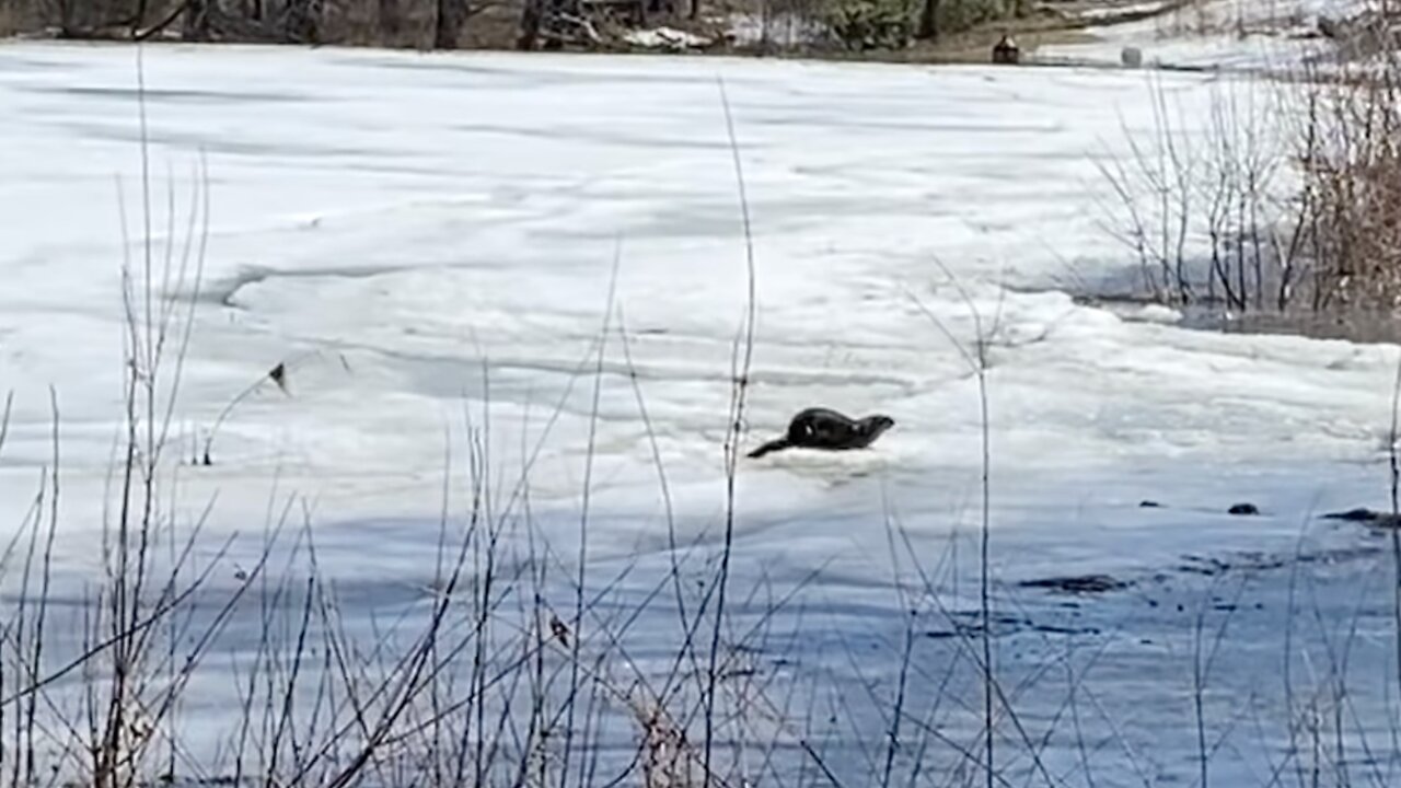 Loutre à Rigaud