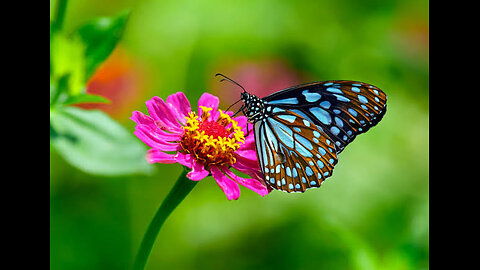 Very beautiful natural butterfly 8k video