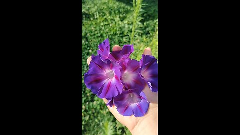 morning Glory blooms