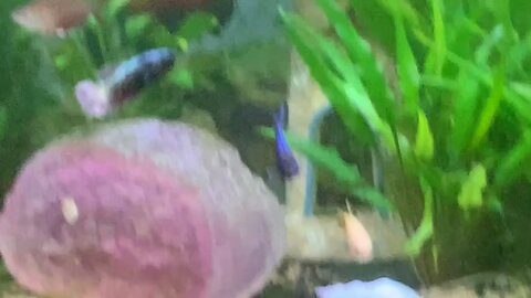Get To Know My Fish