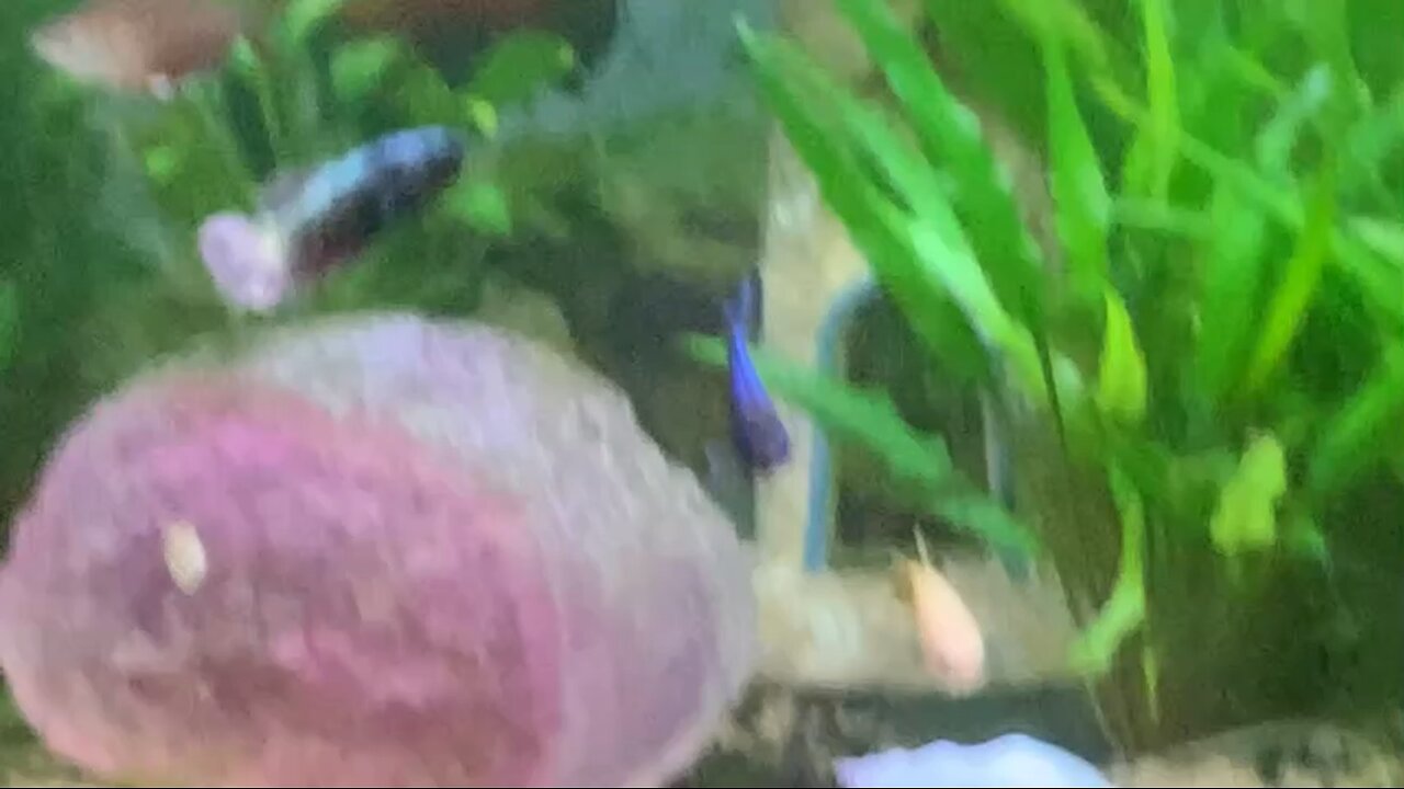 Get To Know My Fish