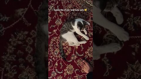 Подпишитесь, если любите милых котиков.🐱