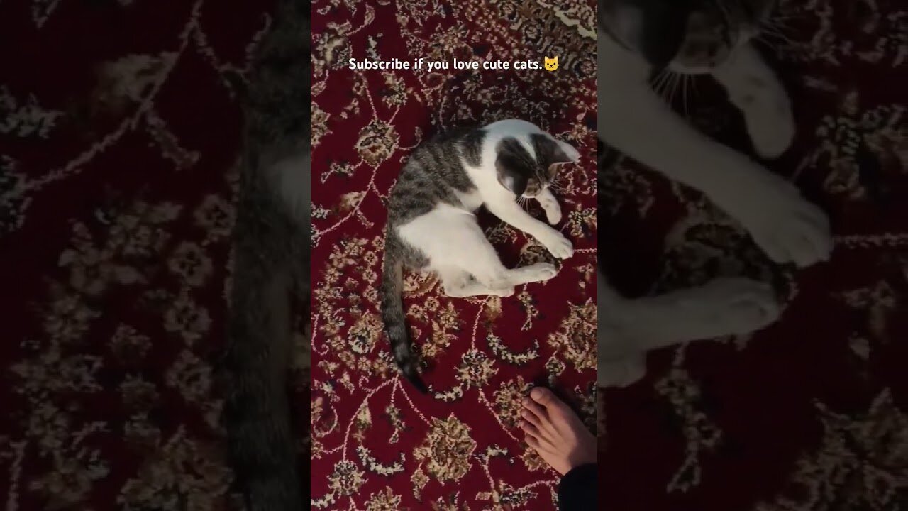 Подпишитесь, если любите милых котиков.🐱