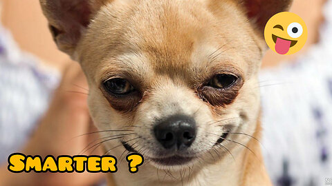 Is a dog really smarter than a cat?