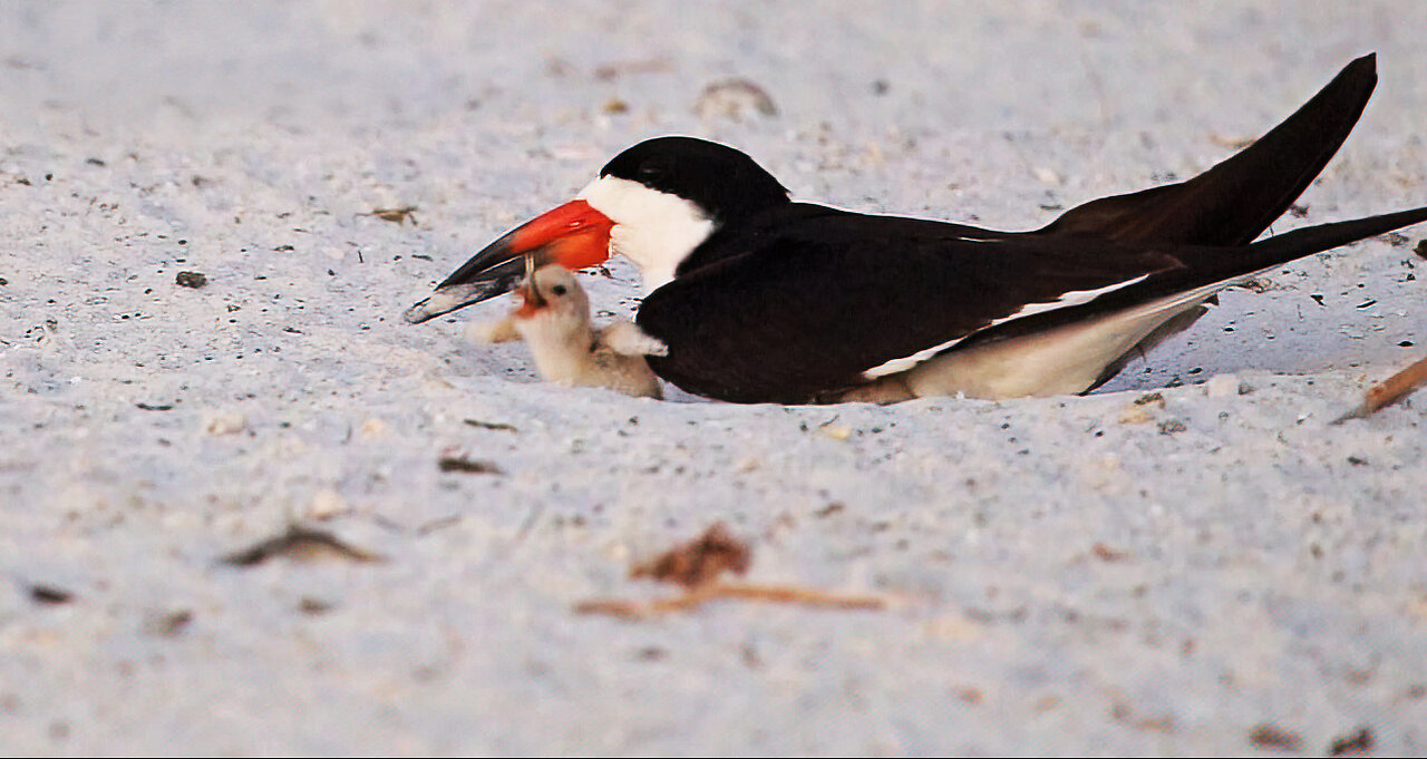 Adorable Black Skimmer Chick Finishes Meal and Snuggles with Sibling