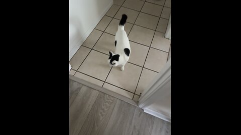 Pablo the cat